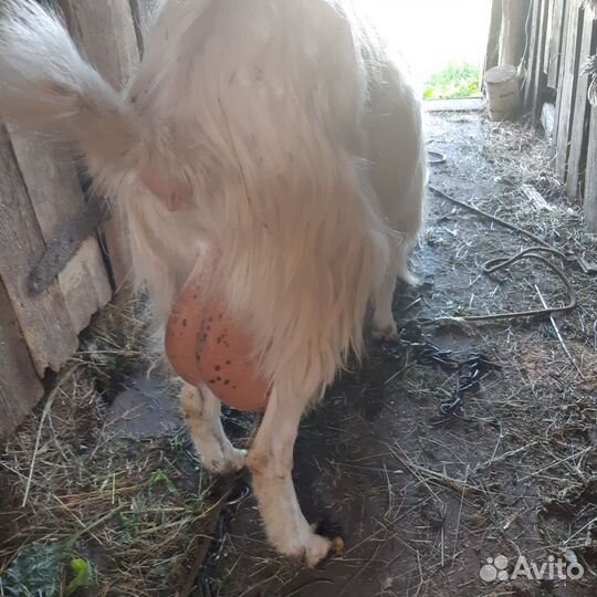 Коза дойная зааненская 2йокот
