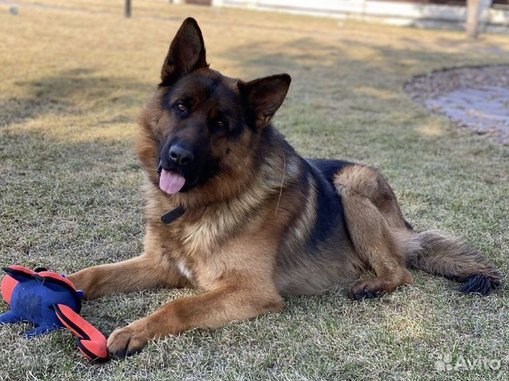 Кобель для вязки немецкая овчарка