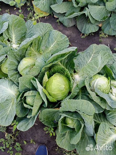 Капуста, овощи