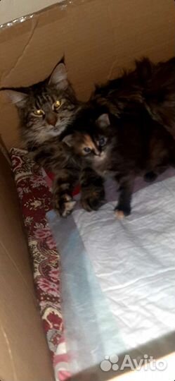 Кошки мейн-кун