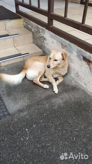 Пёс слишком домашний