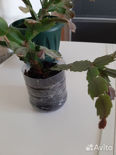 Цветок Декабрист