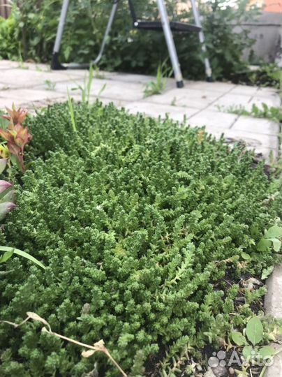 Хрищаниема почвопокровная