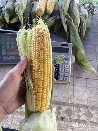Кукуруза бондюэль опт/розница