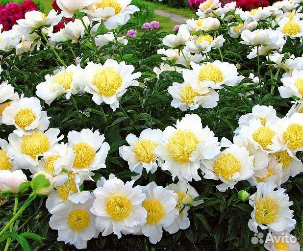 Многолетние цветы для сада