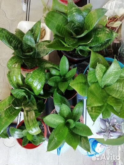 Сансевиерия Ханни