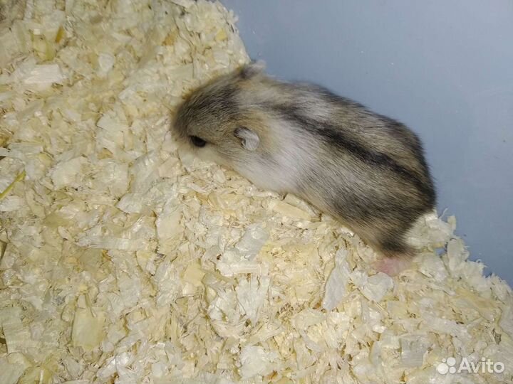 Малыши джунгариков из питомника