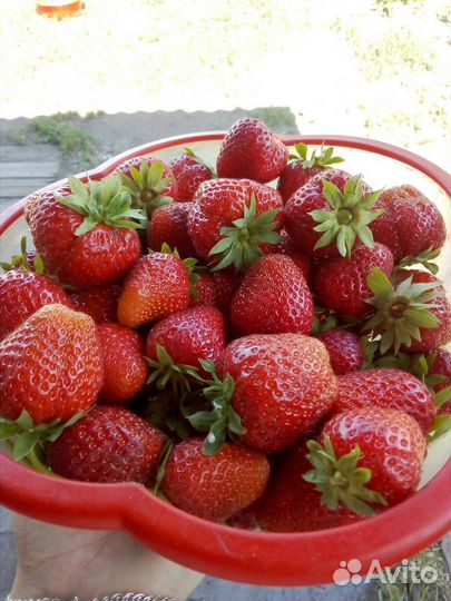 Клубника рассада