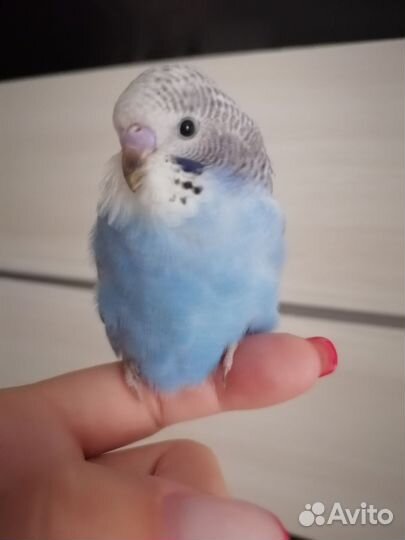Попугай полукровка самец