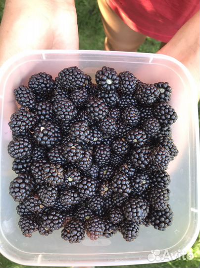 Саженцы ежевики