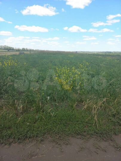 Участок 36,6 сот. (СНТ, ДНП)