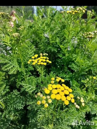 Пижма декоративная