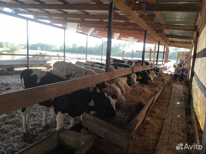 Телята на откорм