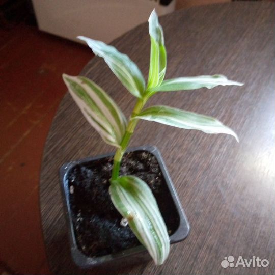Традесканция альбифлора
