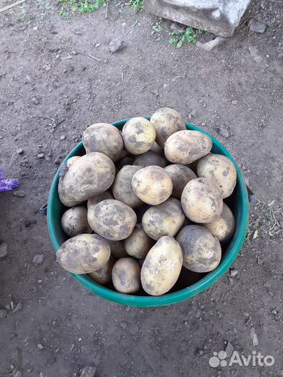 Мелкий картофель на корм животным