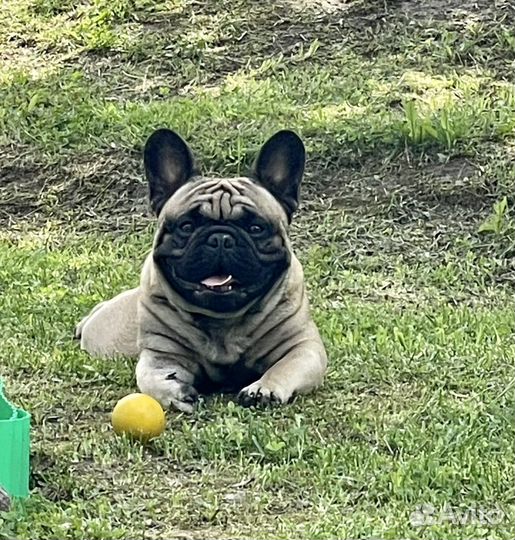 Французский бульдог вязка