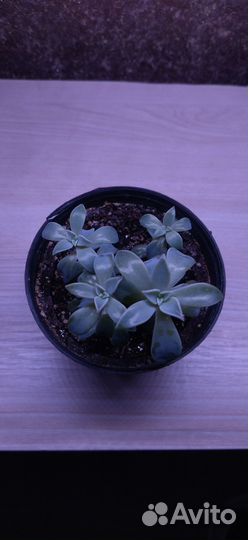 Суккуленты