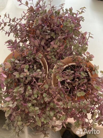 Каллизия Бьянка и Розовая пантера