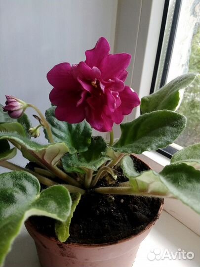 Фиалка (цветущая,в горшке)