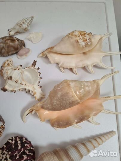 Морские ракушки раковины для аквариума