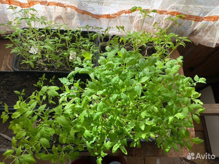 Рассада помидор, цветов