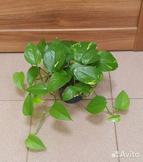 Сциндапсус-Эпипремнум