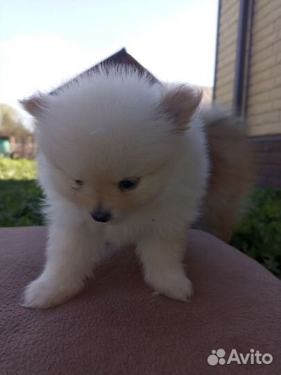 Померанский шпиц