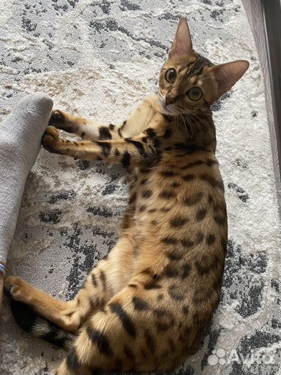 Бенгальская кошка