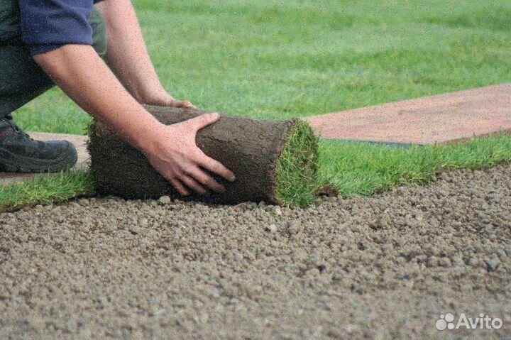 Рулонный газон/продажа/укладка