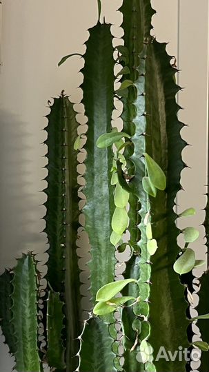 Молочай трехгранный (Эуфорбия)