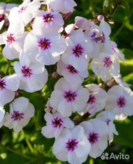 Флоксы сортовые