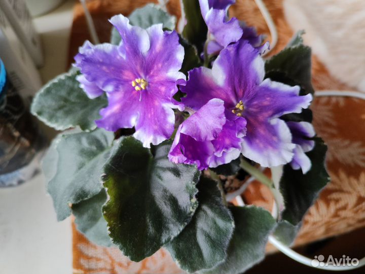 Комнатные растения цветы