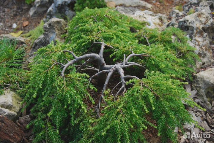 Саженцы тиса, тсуги, микробиоты