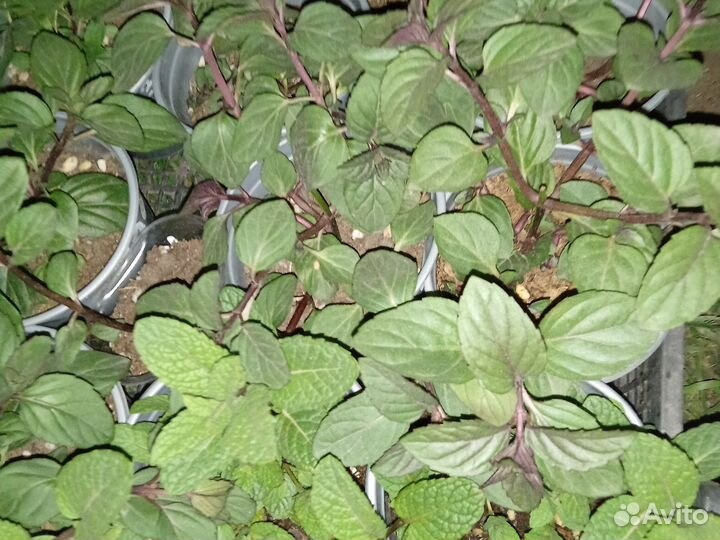 Сортовая мята 44 сорта