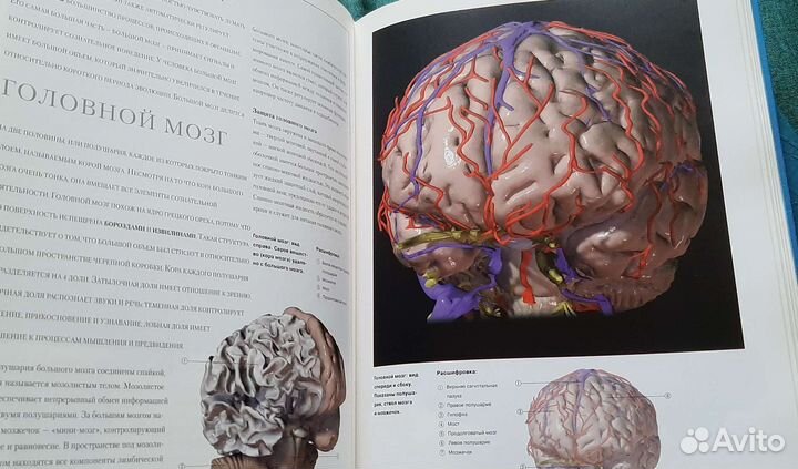 Книга по анатомии