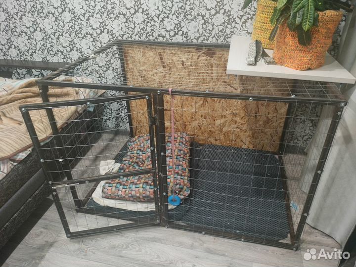 Продаются щенки амст
