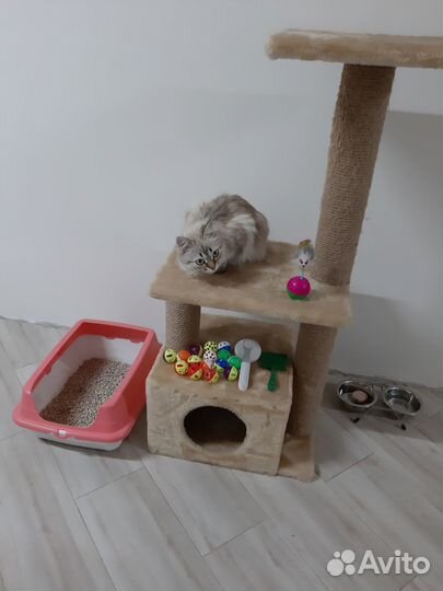 Домик для кошки