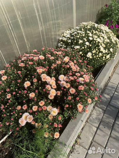 Хризантемы мультифлора