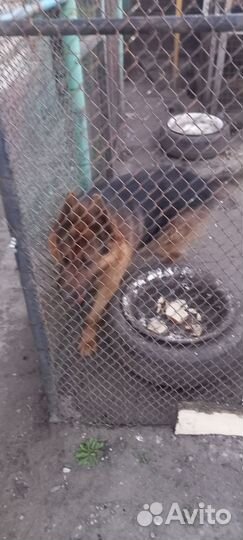 Случка собак