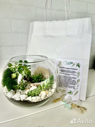 Флорариум на подарок шар на 1 сентября