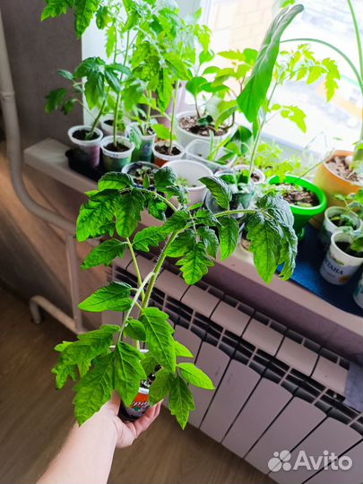 Рассада помидоров томатов