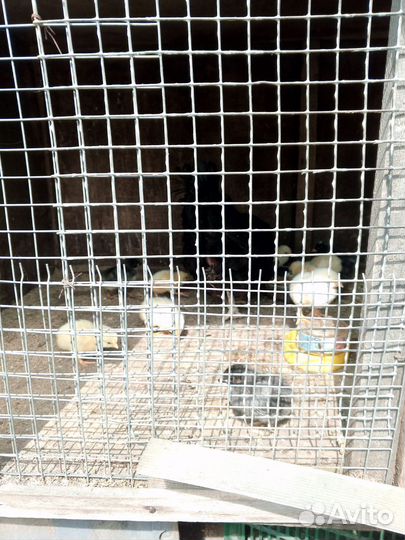 Курица наседка с цыплятами