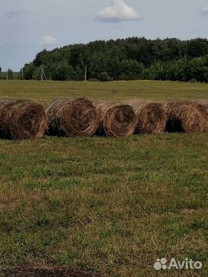 Продам сено в рулонах свежий укос