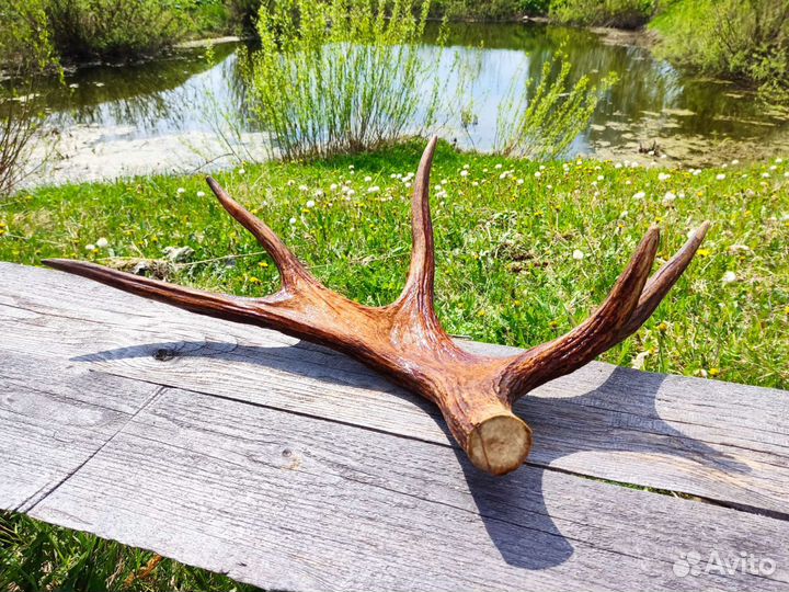 Рога лося