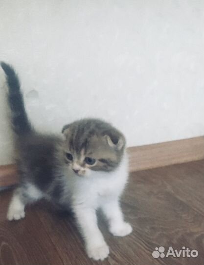 Продам шотландских котят