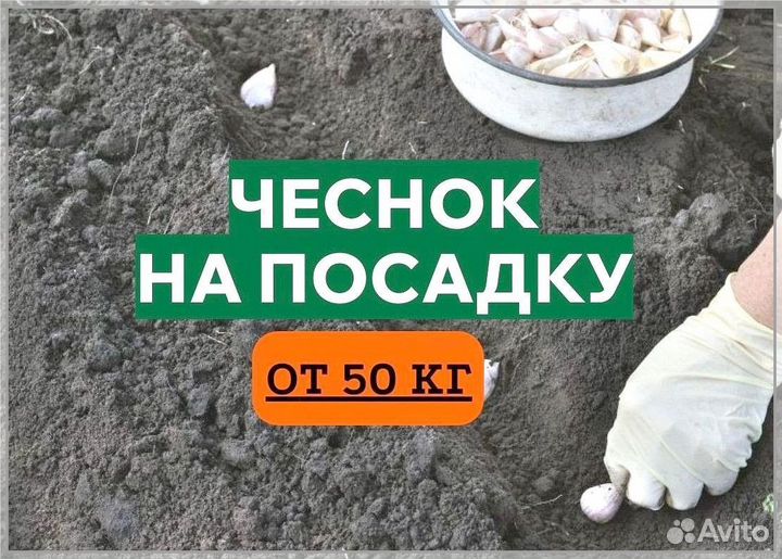 Чеснок, семена оптом