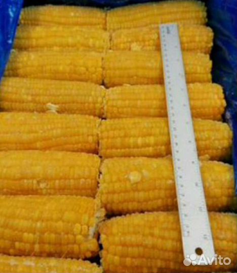 Кукуруза