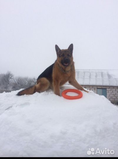 Щенки немецкой овчарки