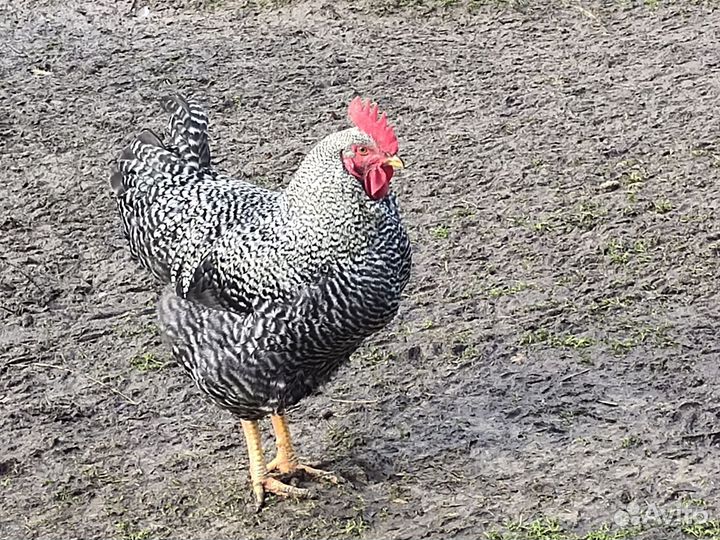 Петухи породы доминант крапчатый