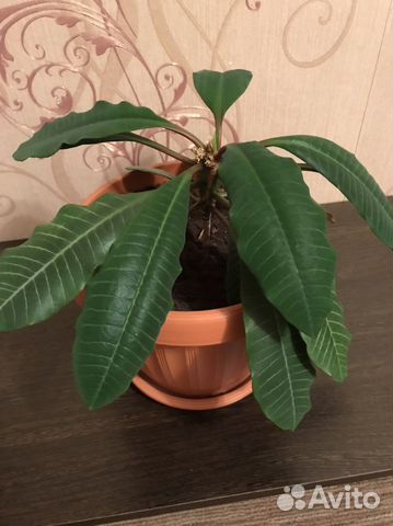 Молочай беложильчатый